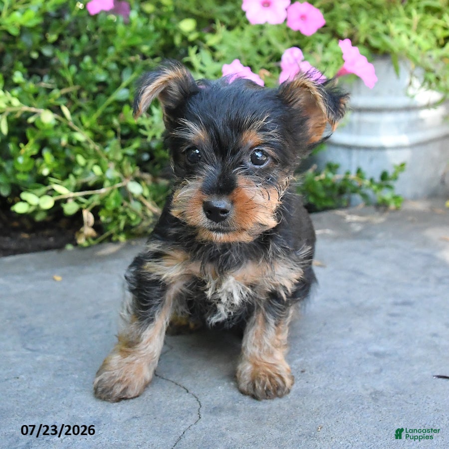 Yorkshire Terrier dogs Lucky - Ad 2