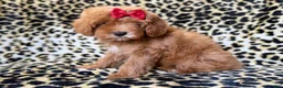 Cavapoo dogs for sale: Sassy - Ad 2
