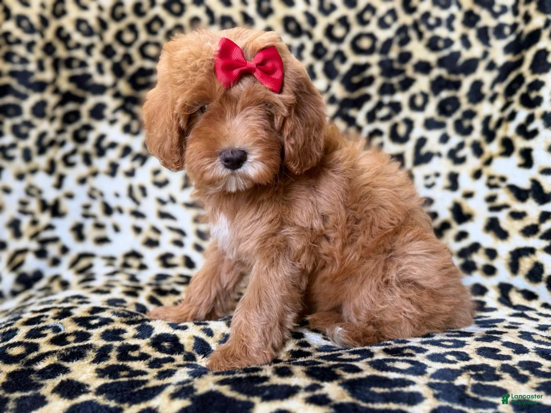 Cavapoo dogs for sale: Sassy - Ad 2