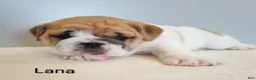 English Bulldog dogs for sale: Lana - Ad 3