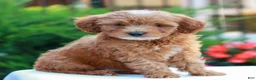 Cavapoo dogs for sale: Hunter  - Ad 3