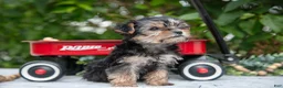 Yorkshire Terrier dogs for sale: Ember - Ad 1