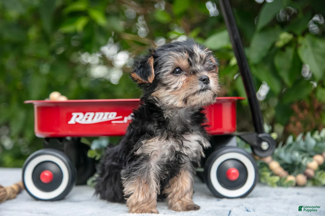 Yorkshire Terrier dogs for sale: Ember - Ad 1