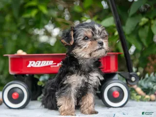 Yorkshire Terrier dogs for sale: Ember - Ad 4