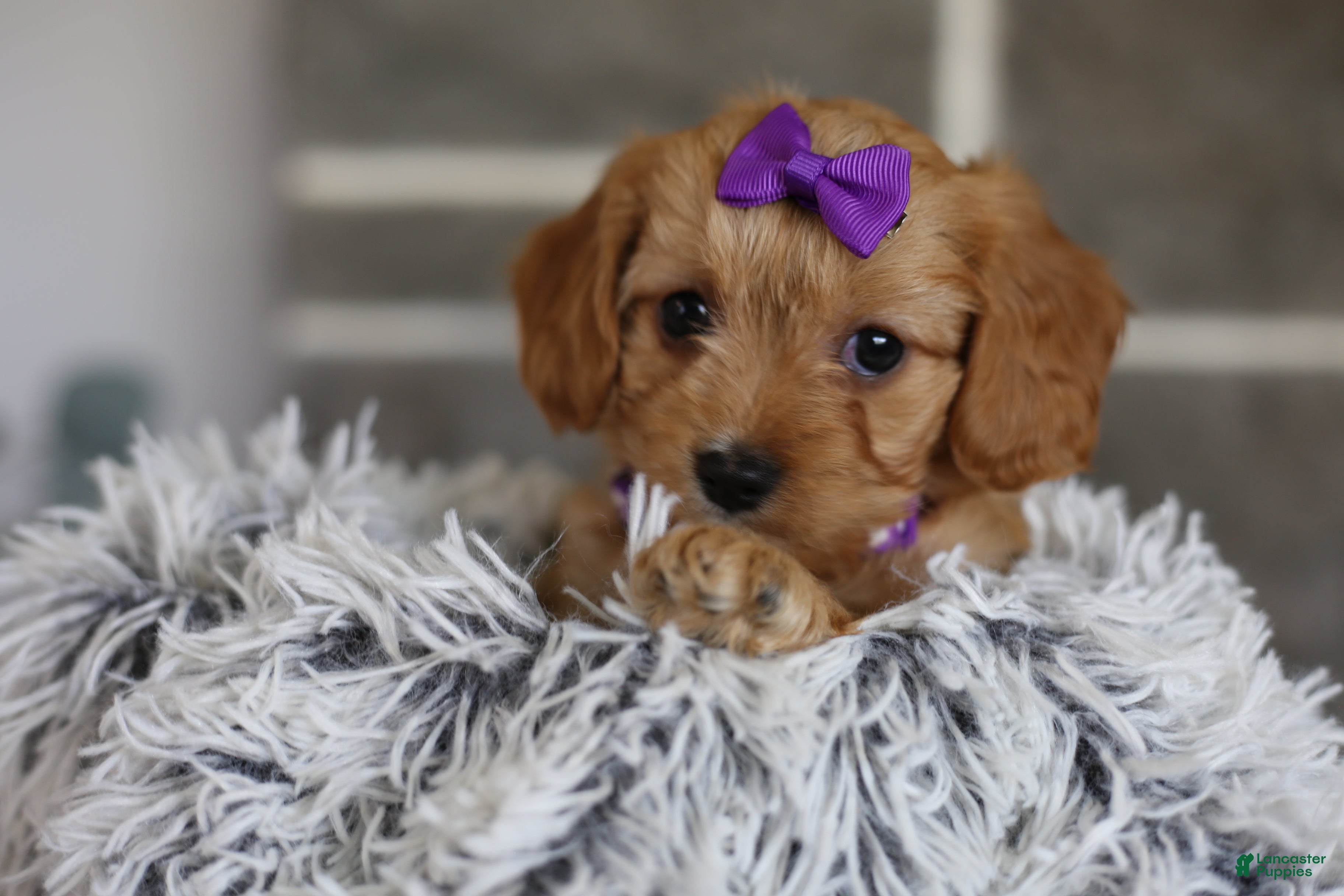 Cavapoo dogs Rosie - Ad 1