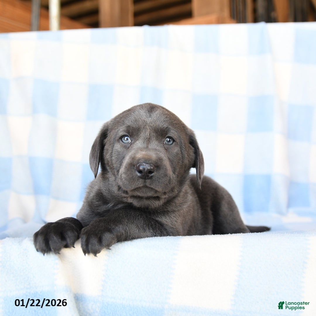 Labrador Retriever dogs for sale: Storm   - Ad 3