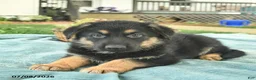 German Shepherd dogs for sale: Indigo  - Ad 3
