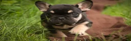 French Bulldog dogs for sale: Finn French Bulldog  - Ad 5