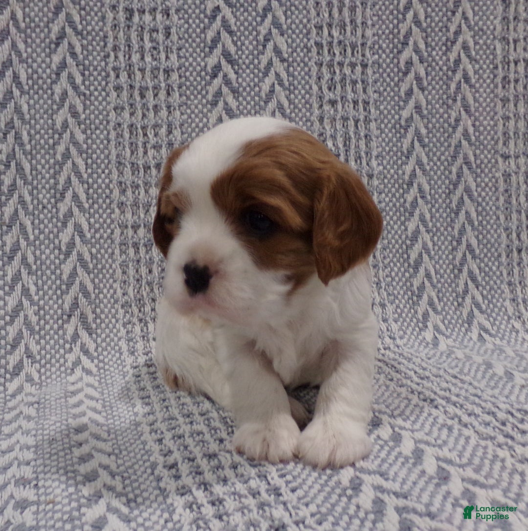 Cavalier King Charles Spaniel dogs for sale: Cavalier King Charles Spaniel Puppy 2 - Ad 13