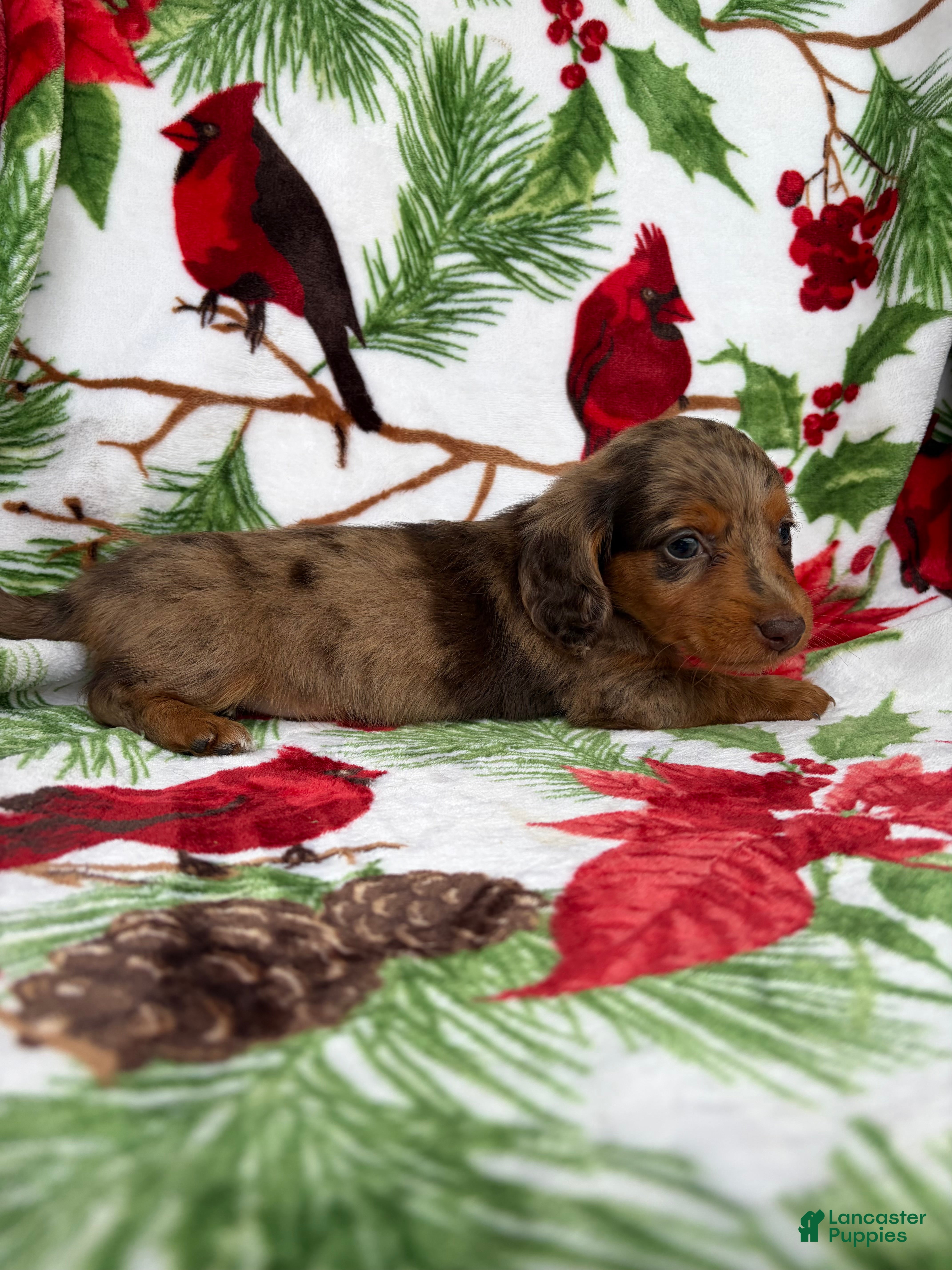 Miniature Dachshund dogs Lucy - Ad 2