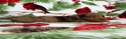 Miniature Dachshund dogs for sale: Lucy - Ad 11