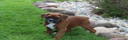 Boxer dogs for sale: Alex - Ad 9