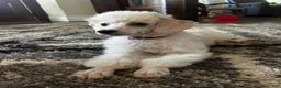 Miniature Poodle dogs for sale: Biscuit (House trained) - Ad 1