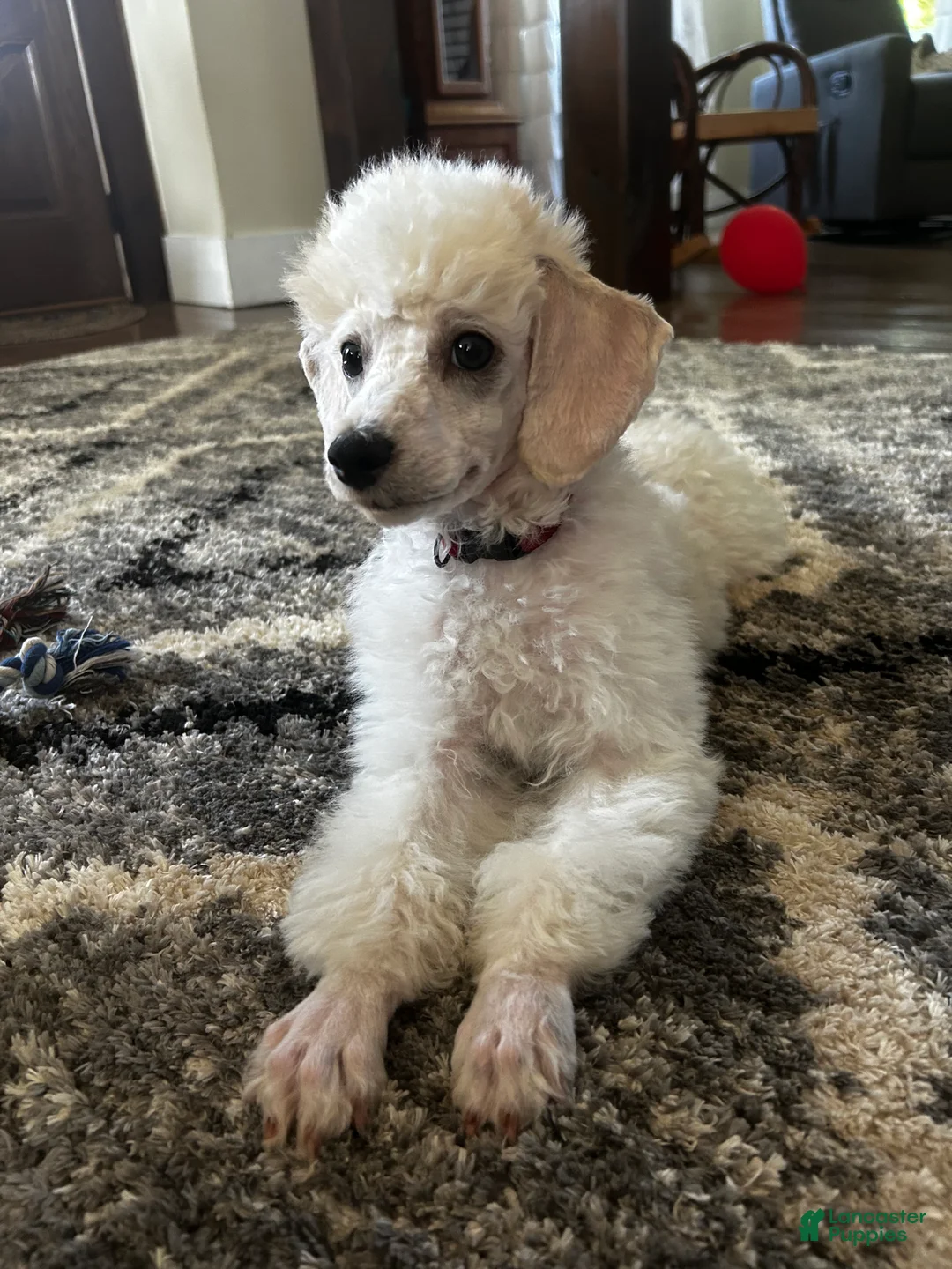 Miniature Poodle dogs for sale: Biscuit (House trained) - Ad 1