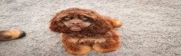 Cocker Spaniel dogs for sale: Dane - Ad 4