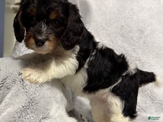 Mixed Breed dogs Cora - Ad 29