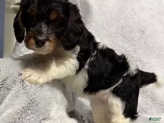 Mixed Breed dogs Cora - Ad 26