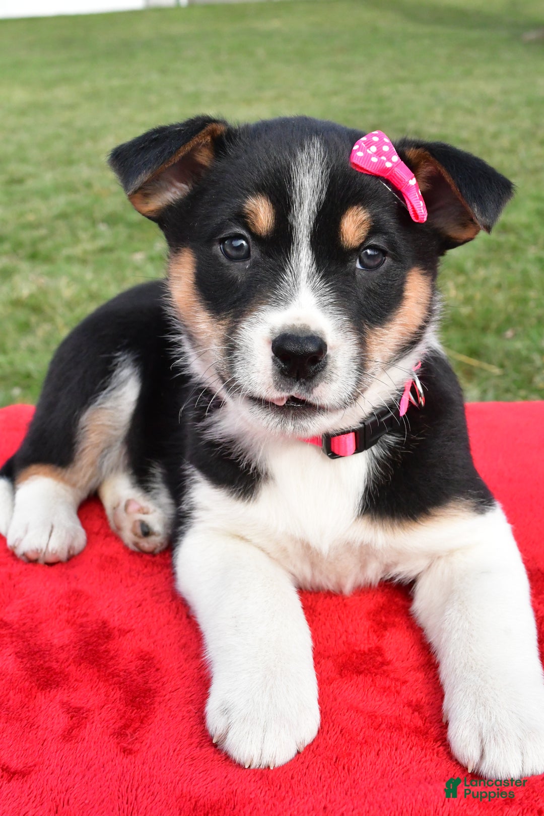 Mixed Breed dogs for sale: Molly - Ad 3