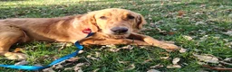 Golden Retriever dogs for sale: Koda - Ad 5