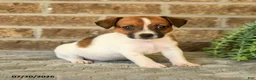 Jack Russell Terrier dogs for sale: Gina - Ad 3