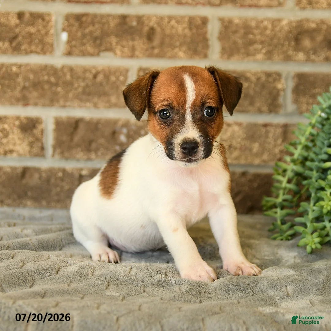 Jack Russell Terrier dogs for sale: Gina - Ad 3
