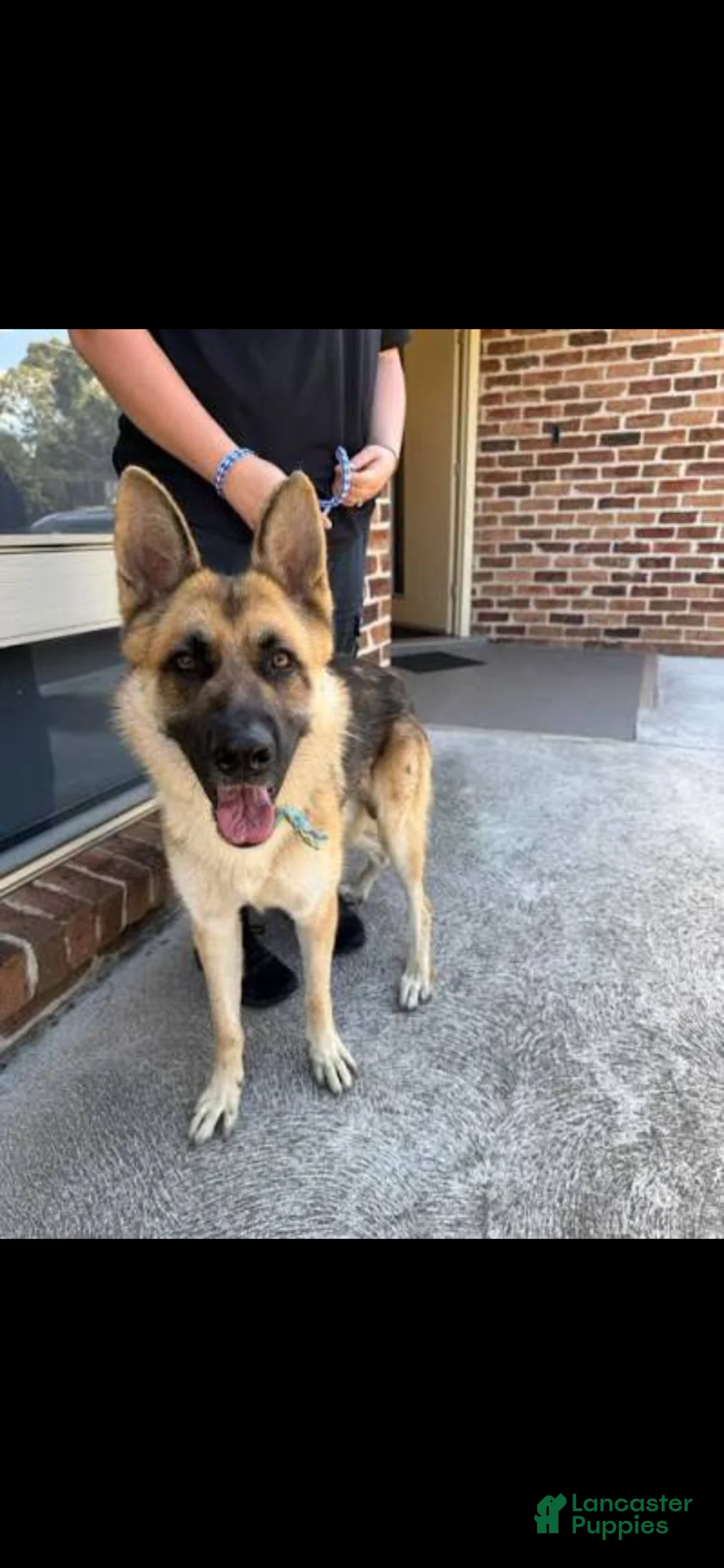 Mixed Breed dogs for sale: Mixed Breed Puppy 1 - Ad 5