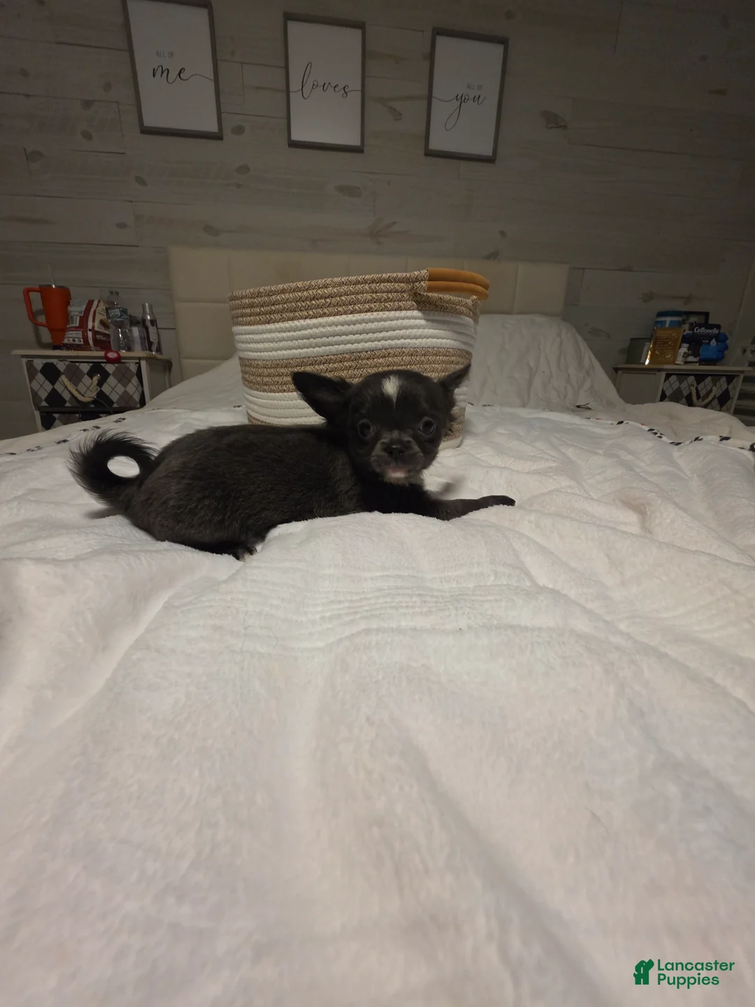 Chihuahua dogs for sale: Jillian - Ad 5