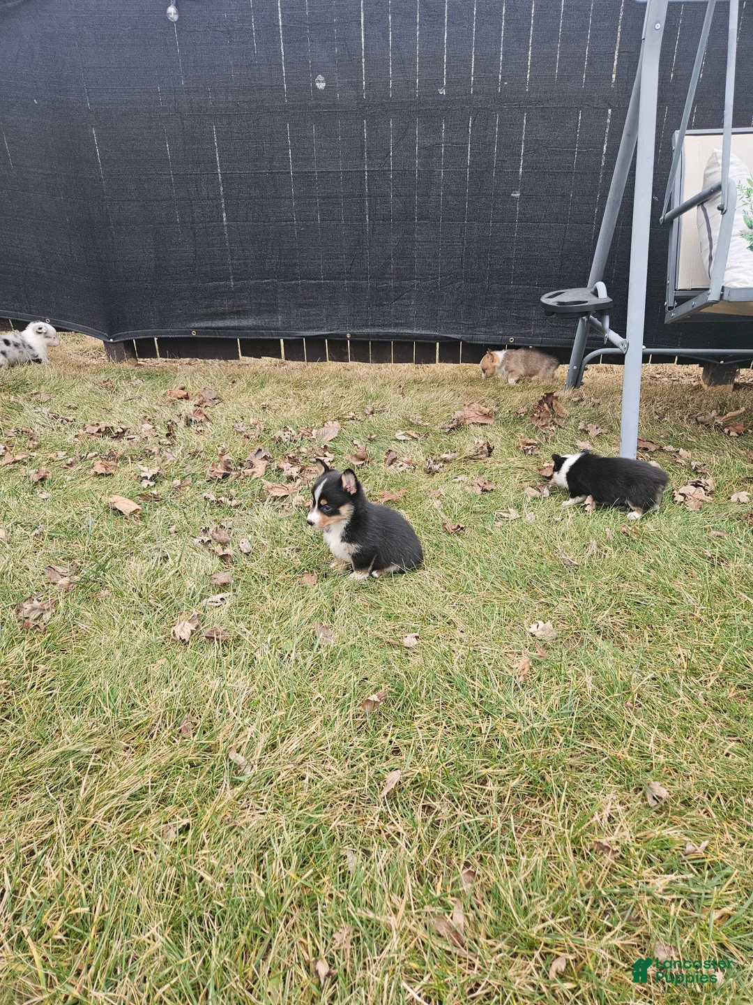 Mixed Breed dogs for sale: Rhett - Ad 10