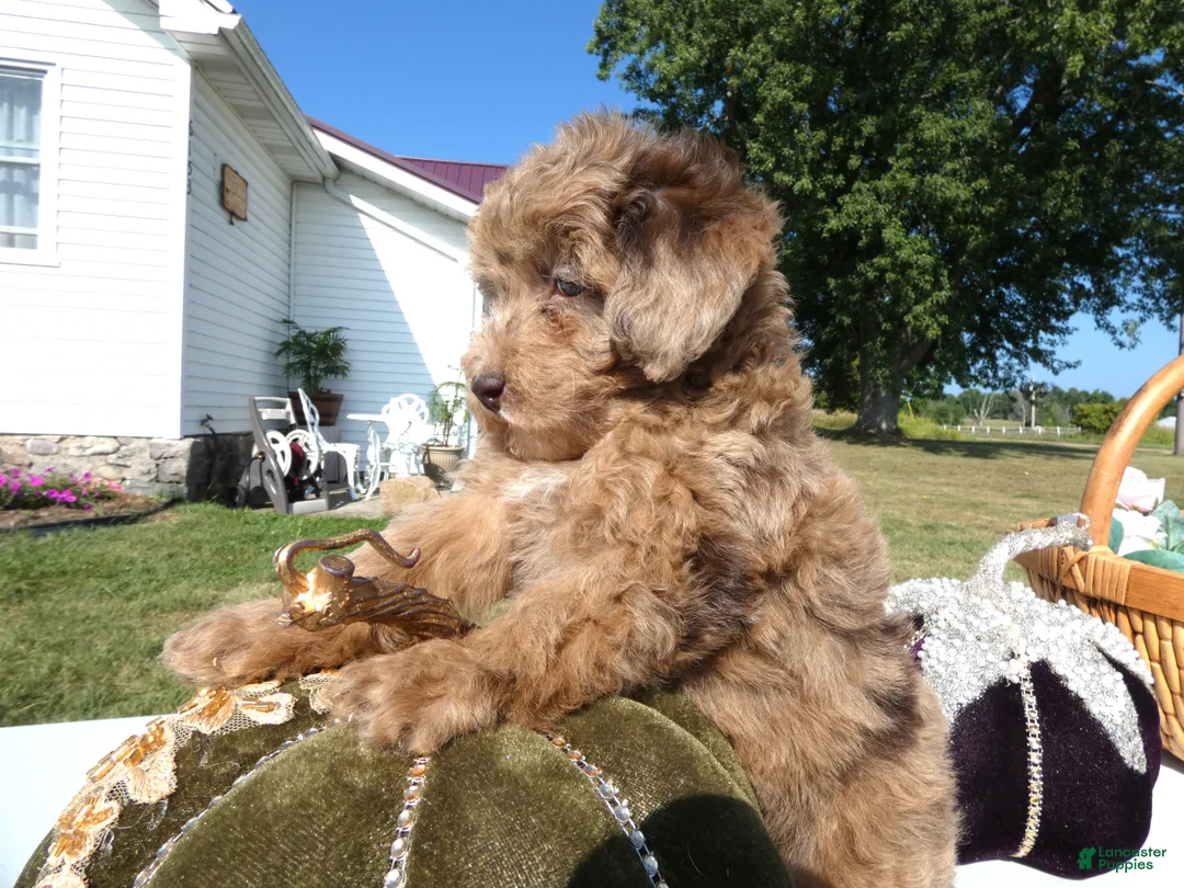 Toy Poodle dogs for sale: Toy Poodle 2 Carmalmaciato - Ad 2