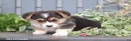 Welsh Corgi Pembroke dogs for sale: Pumpkin - Ad 4