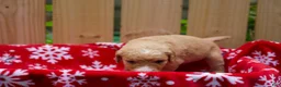 Goldendoodle dogs for sale: Steve - Ad 6