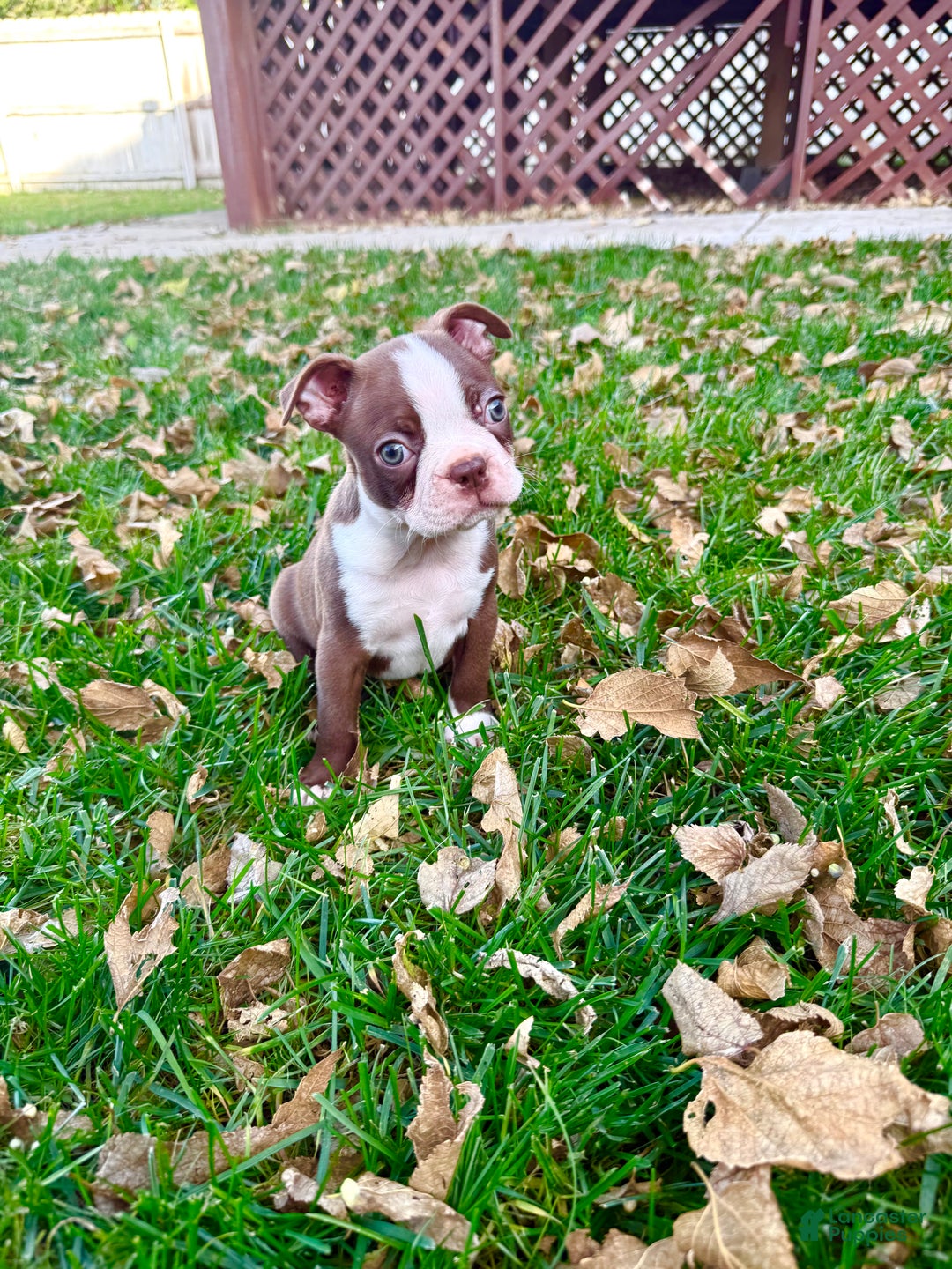 Boston Terrier dogs for sale: Boston Terrier Puppy 2 - Ad 4