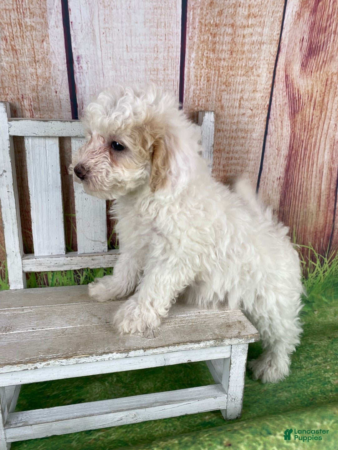 Miniature Poodle dogs for sale: Charlie - Ad 8