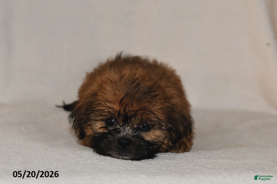 Teddy Bear dogs for sale: Jenny - Ad 3