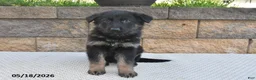 German Shepherd dogs for sale: Lula - Ad 3