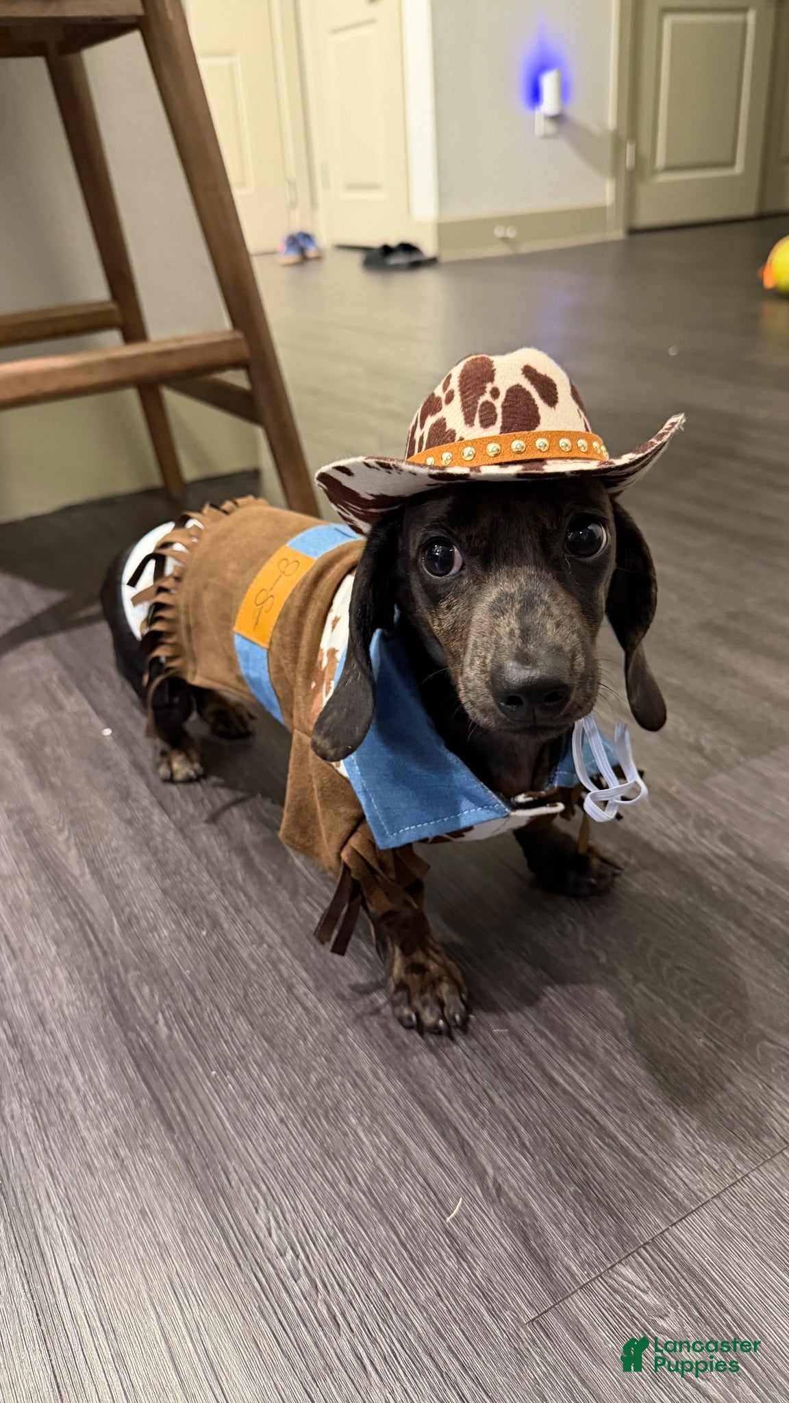 Miniature Dachshund dogs Miniature Dachshund 1 - Ad 10