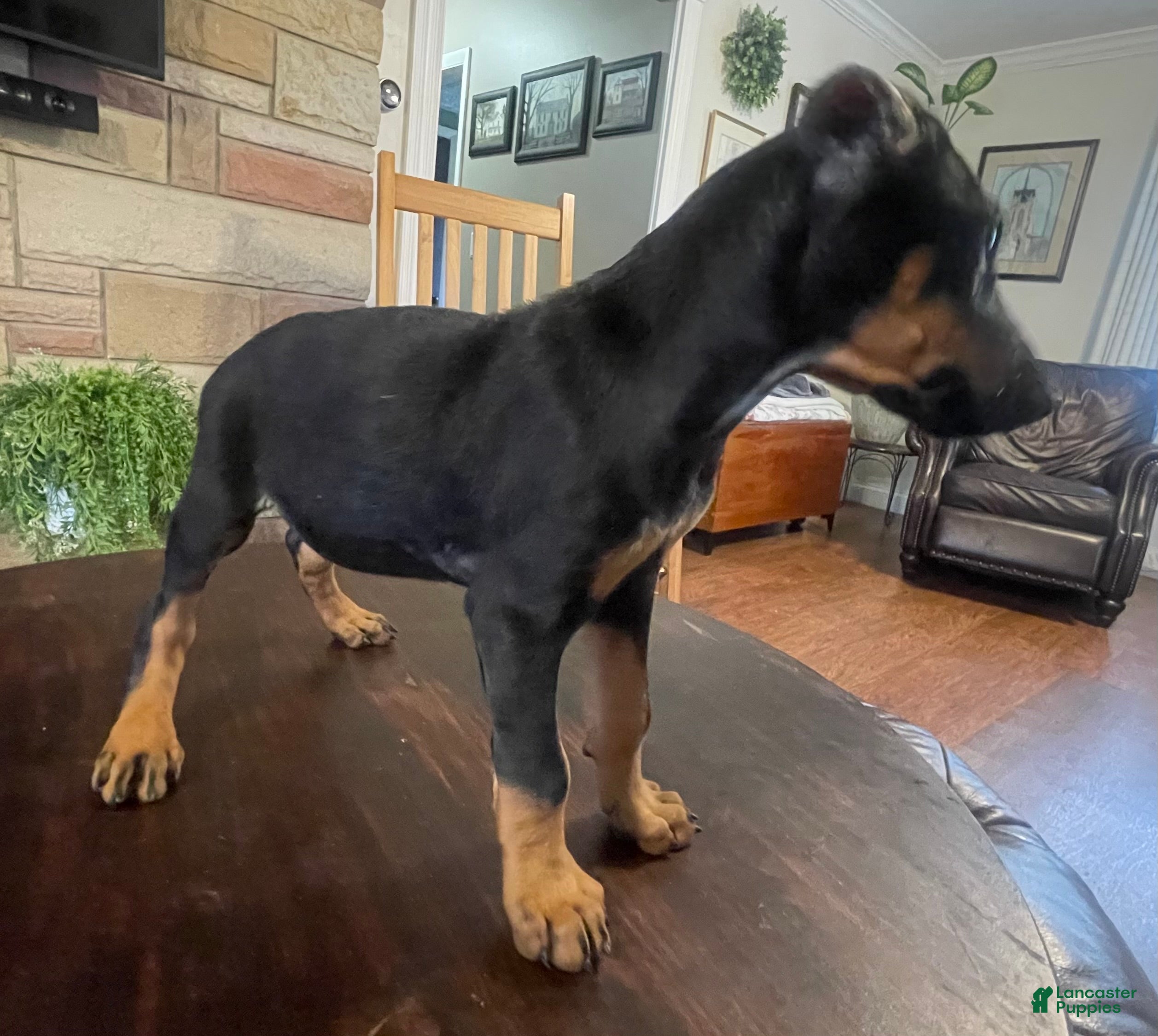 Doberman Pinscher dogs Angel - Ad 1