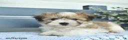Havanese dogs for sale: Denver  - Ad 4