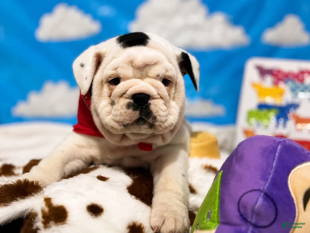 English Bulldog dogs for sale: Buzz - Ad 1