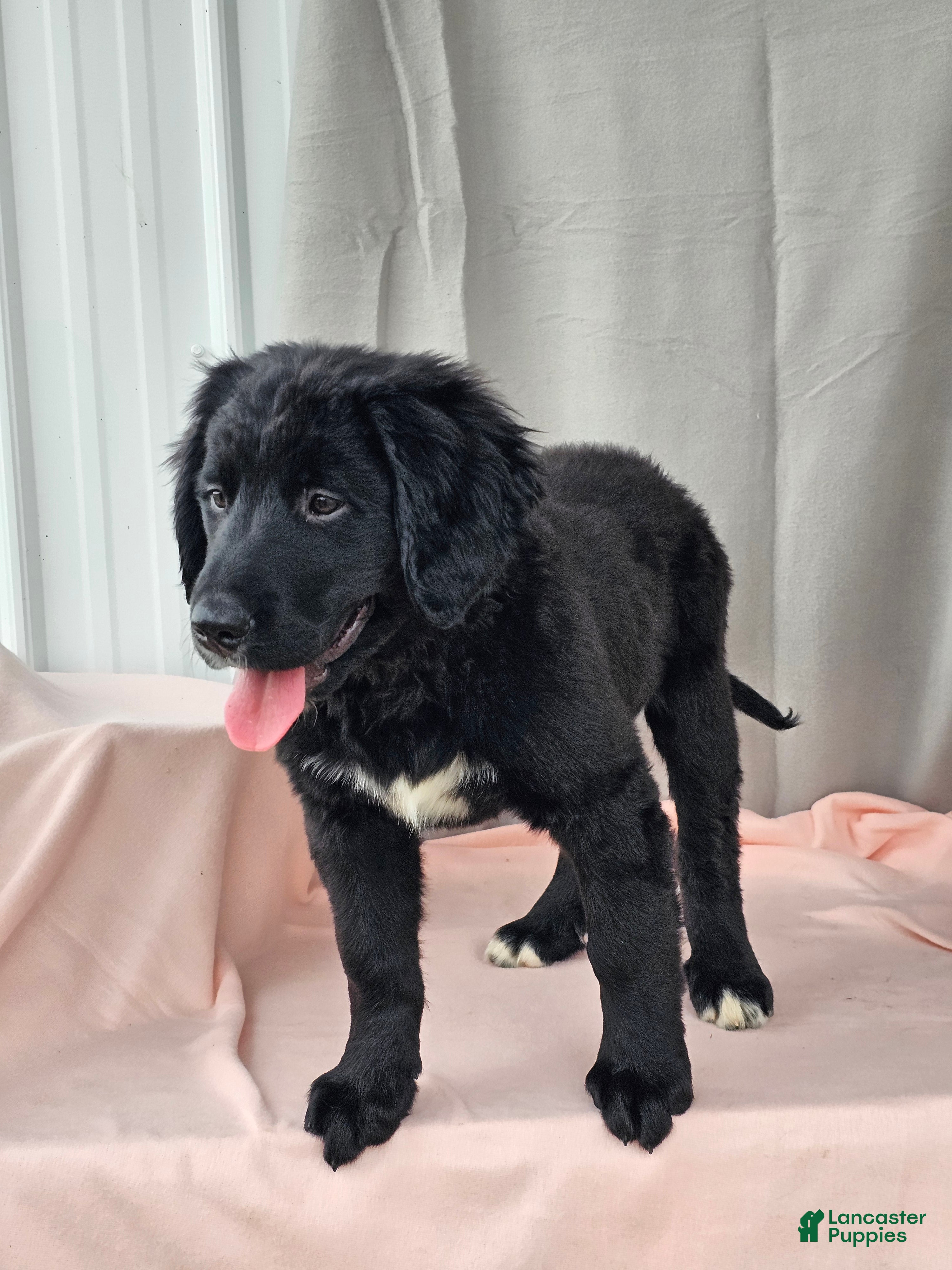 Mixed Breed dogs Misty - Ad 2