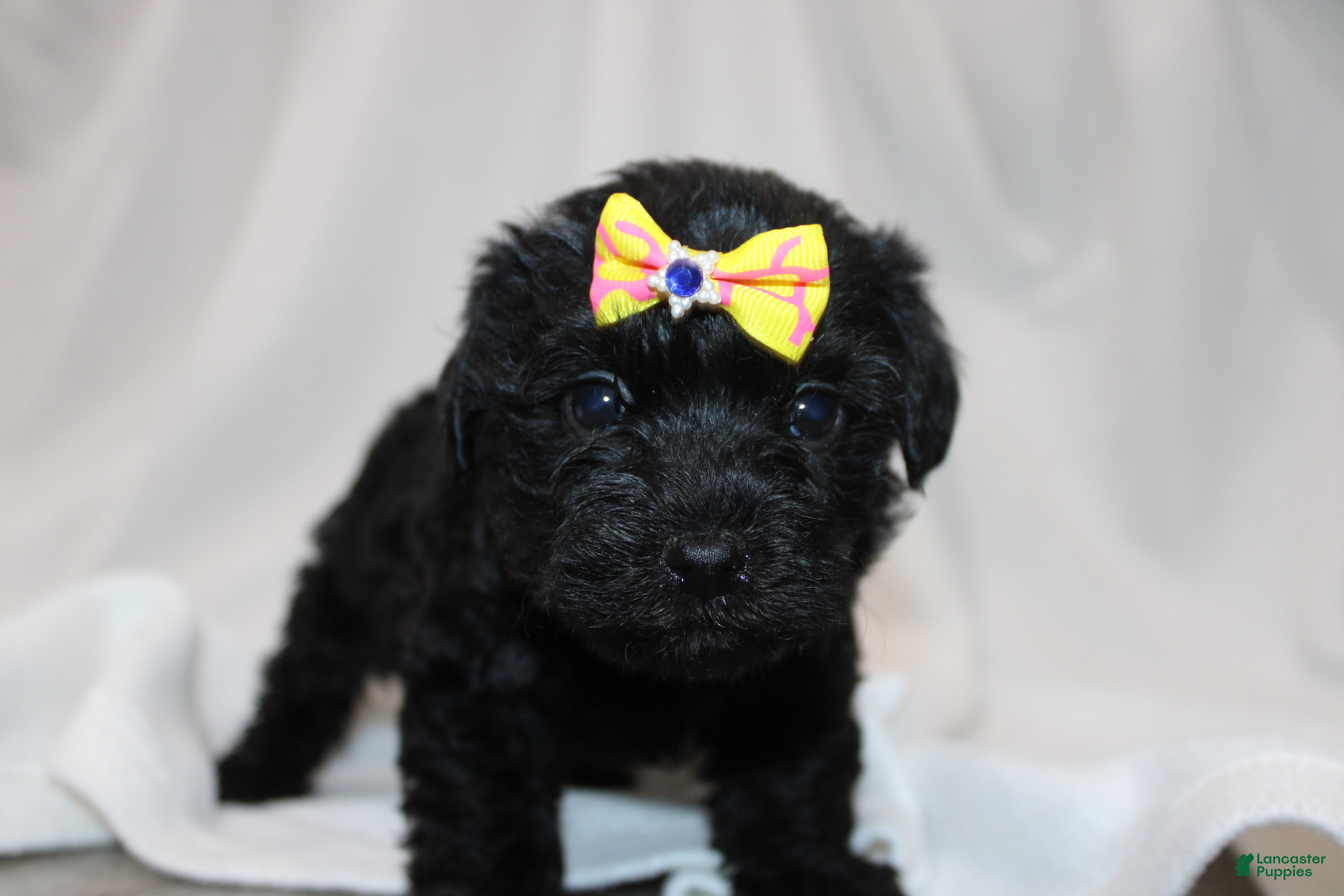 Yorkiepoo dogs Luna - Ad 20