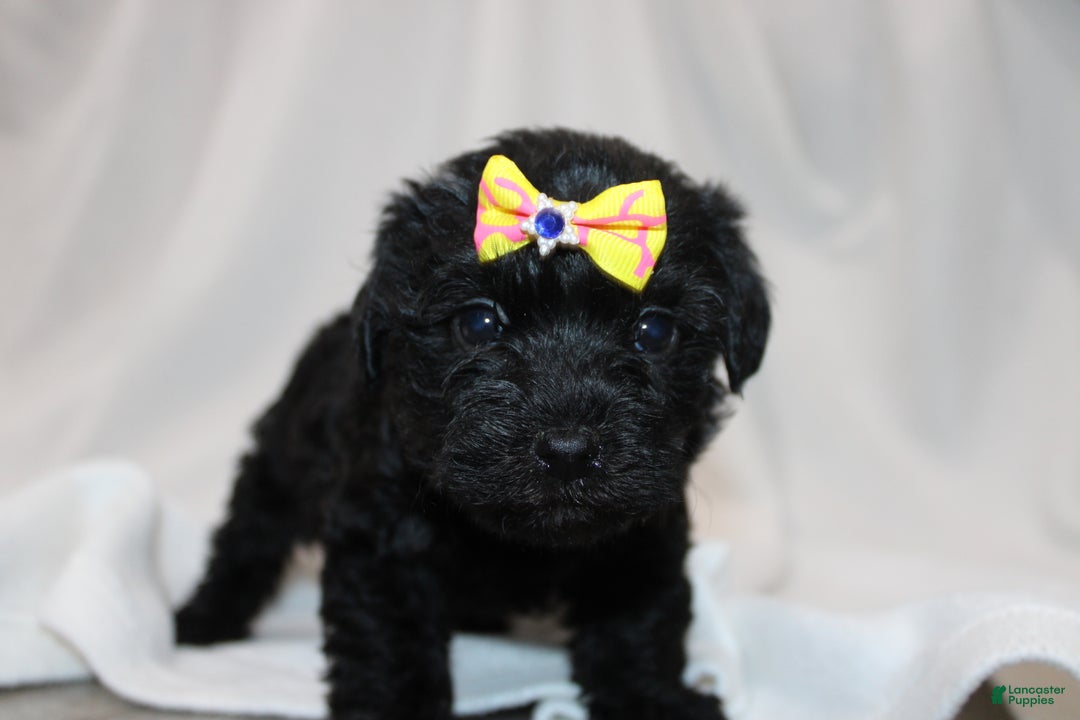 Yorkiepoo dogs for sale: Luna - Ad 1