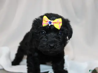 Yorkiepoo dogs Luna - Ad 29