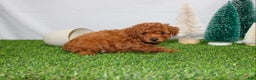 Toy Poodle dogs for sale: AKC Baxter (tiny) - Ad 4