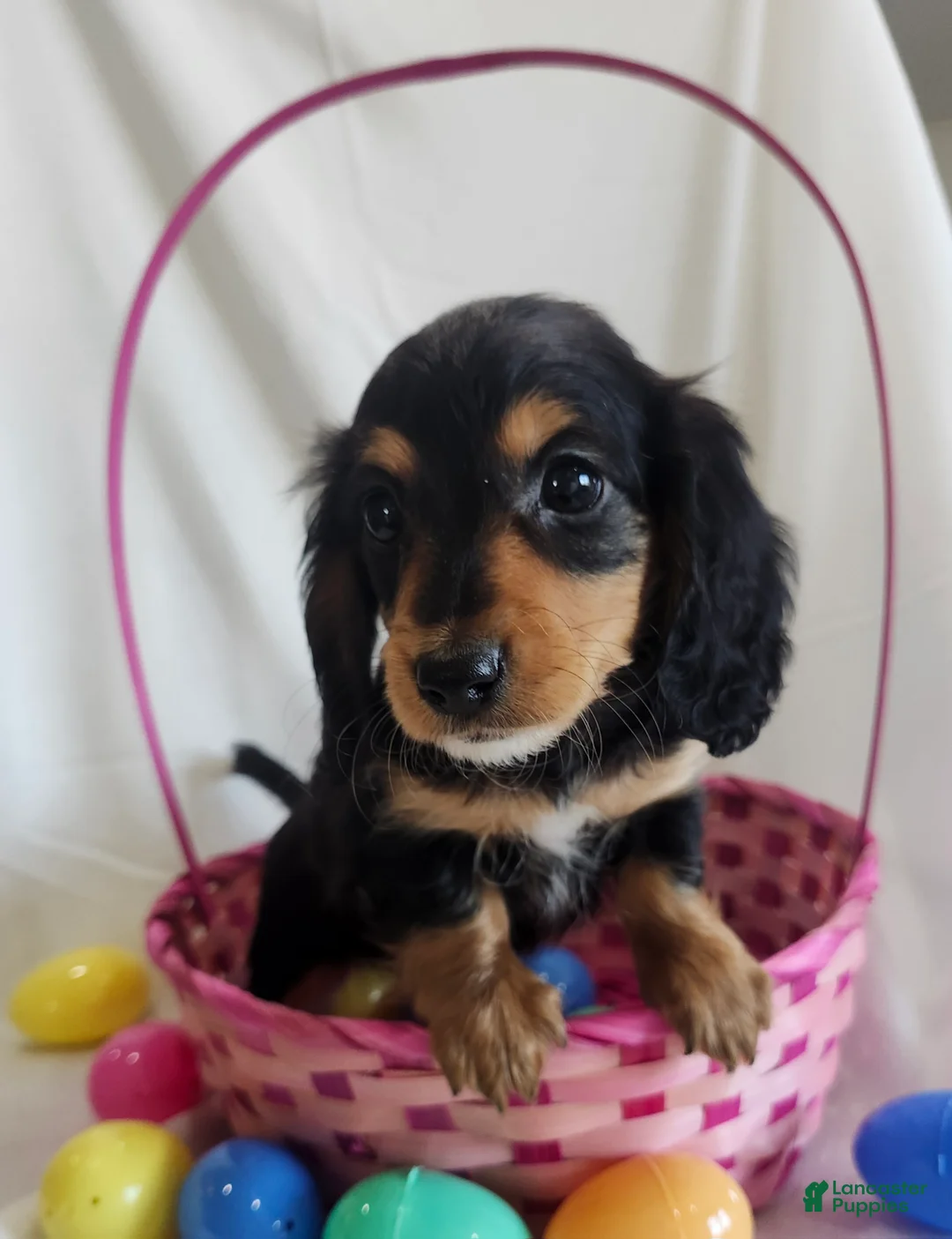 Miniature Dachshund dogs for sale: Lola  - Ad 4