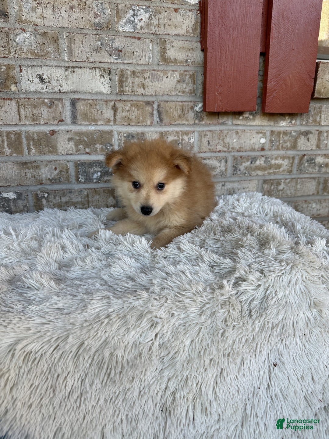 Pomsky dogs for sale: Pomsky Puppy 3 - Ad 2