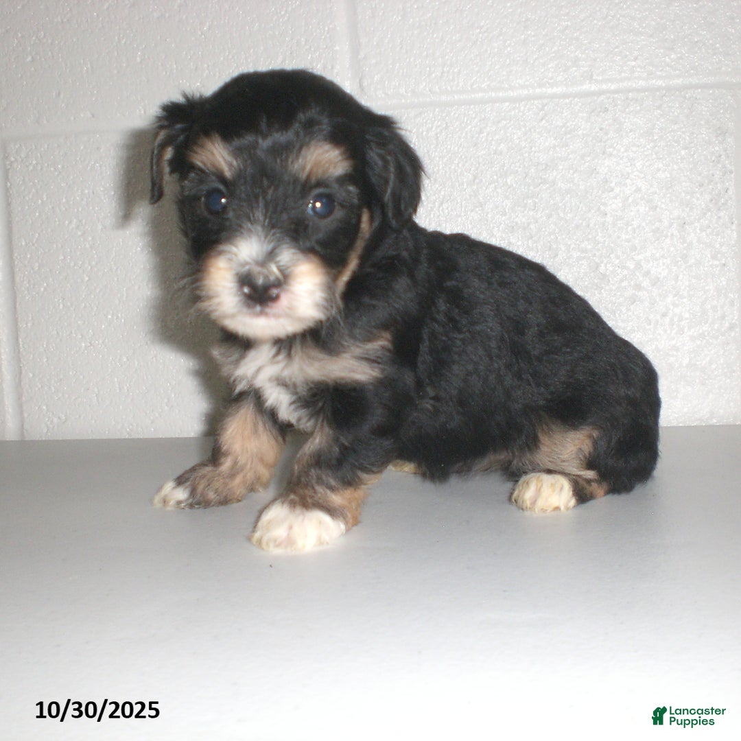 Yorkiepoo dogs for sale: Tina - Ad 24