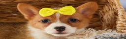 Welsh Corgi Pembroke dogs for sale:  Yvonne 🎀 - Ad 5