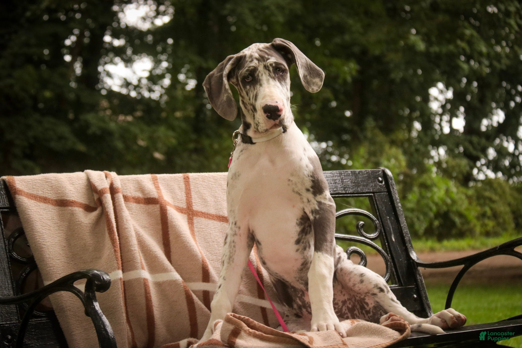 Great Dane dogs Stella - Ad 2