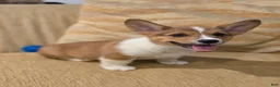 Welsh Corgi Pembroke dogs for sale: Welsh Corgi Pembroke 1 - Ad 3